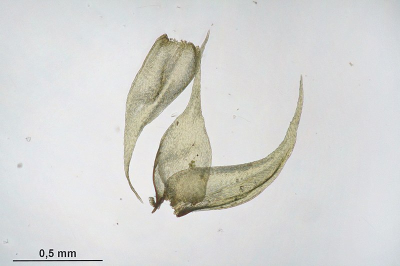 File:Hypnum pallescens (a, 144810-474430) 9501.JPG