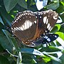 Thumbnail for File:Hypolimnas bolina Varied eggfly female 47 Philippine Pde Palm Beach L1010400a.jpg