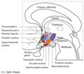 Thumbnail for File:Hypothalamic nuclei.png