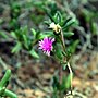 Miniatura para Hallianthus planus