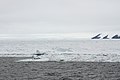 Iceberg w- sprinkles, i mean penguins (24009228063).jpg