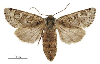 <i>Ichneutica notata</i> Species of moth endemic to New Zealand