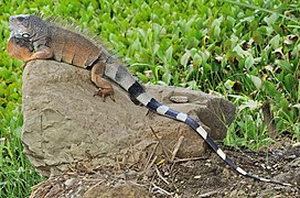 Iguane vert (Iguana iguana)