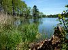 Illmensee - view of the south bank, Totholz.jpg