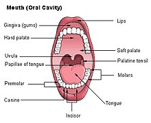 Uvula Wiktionary