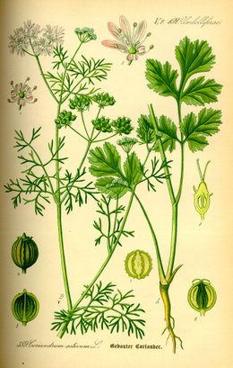 Blakinė kalendra (Coriandrum sativum)