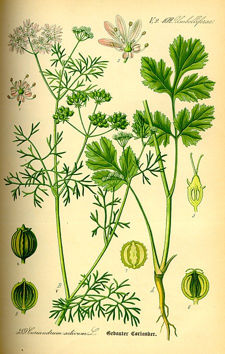 Illustration Coriandrum sativum0.jpg
