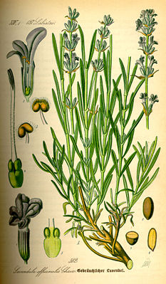 Echter Lavendel (Lavandula angustifolia)