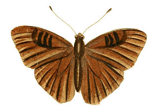 <i>Euriphene doriclea</i> Species of butterfly