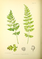 Thumbnail for File:Illustrations of the flowering plants and ferns of the Falkland Islands (Pl. 59) BHL48425636.jpg