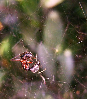 A soldier ant finds itself entangled in the web of a garden spider