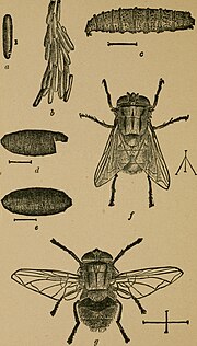 Thumbnail for File:Insects and insecticides - A practical manual concerning noxious insects and the methods of preventing their injuries (1904) (14762516721).jpg