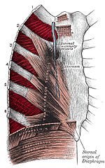 Thumbnail for Intercostal muscles