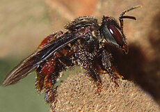 File:abelha-cachorro - Trigona spinipes - em flor de açoita-cavalo-graúdo  Luehea grandiflora Mart. & Zucc. (Malvaceae) 02.jpg - Wikimedia Commons