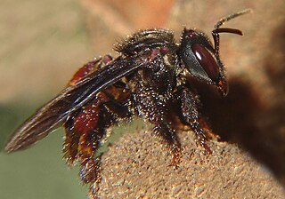 <i>Trigona spinipes</i> Species of bee