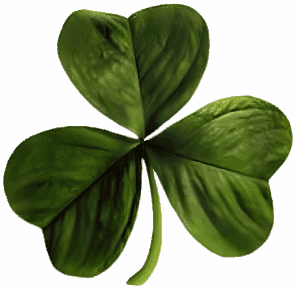 St Patrick's Day: The difference between a shamrock and a four
