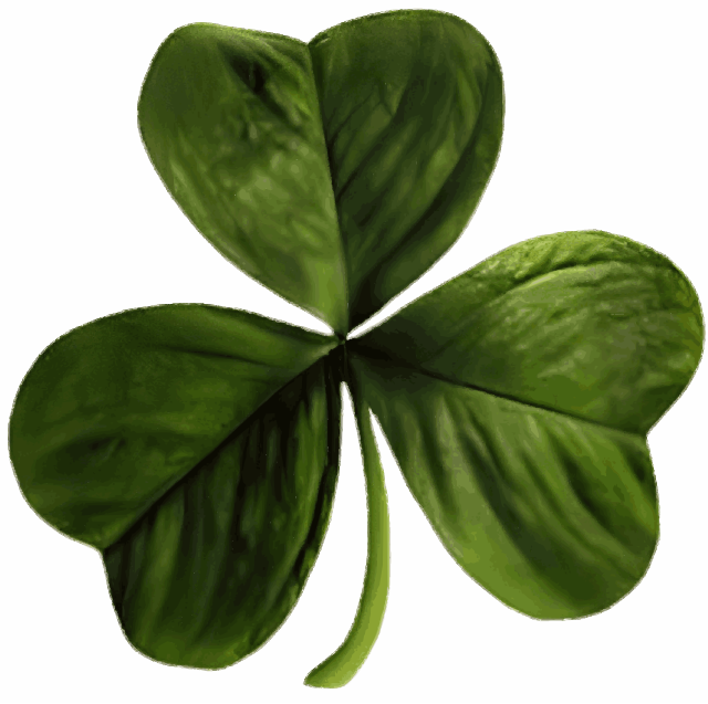 Le shamrock avec ses célèbres trois feuilles.