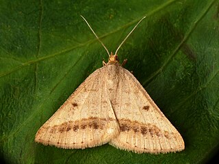 <i>Isturgia arenacearia</i> Species of moth