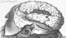 The engraving by J. Voort Kamp published in 1641 that led to the lateral sulcus being named after Franciscus Sylvius J. Voort Kamp in Caspar Bartholin Institutiones Anatomicae.png