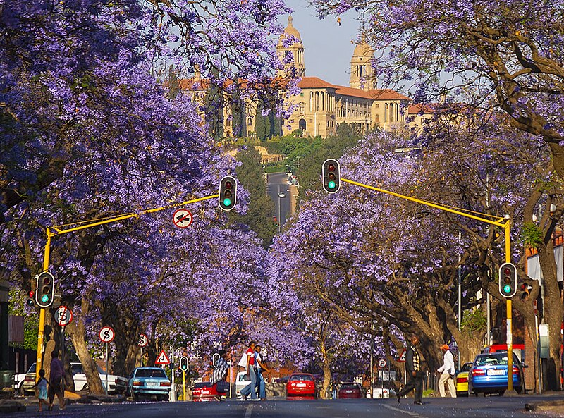 File:Jacaranda Trees Pretoria.jpg