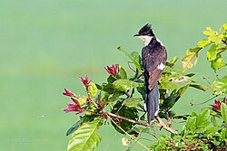 Jacobin cuckoo or pied cuckoo(Clamator jacobinus) കൊമ്പൻ കുയിൽ (32247118285).jpg