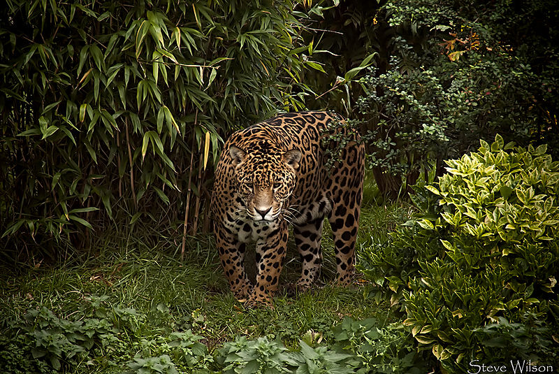 File:Jaguar (14846494975).jpg