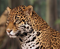 The jaguar was considered a sacred animal so the Muisca dressed up like it to please their gods Jaguar head shot.jpg