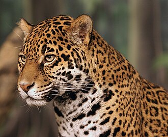 Jaguar Jaguar head shot.jpg