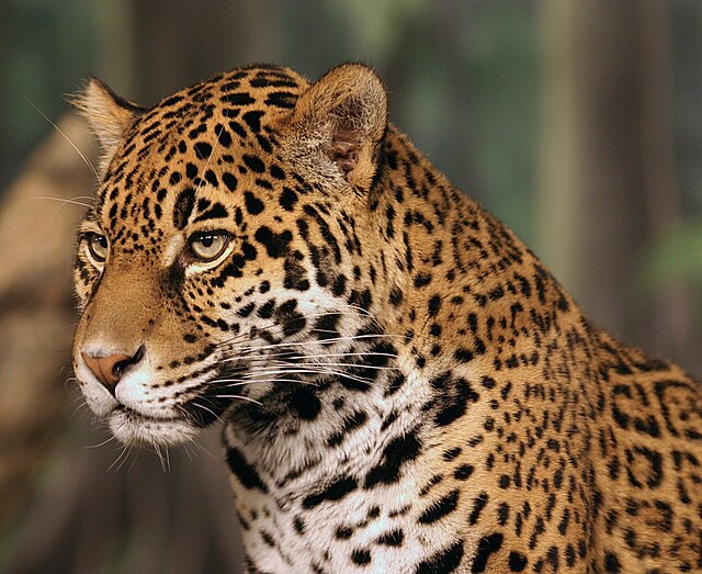 A jaguar's head