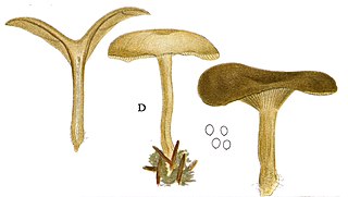 <i>Clitocybe brumalis</i> Species of fungus