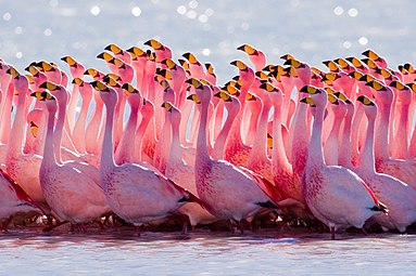 Ritual flamingo lui James