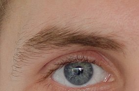 Jeremy Cadot's eyebrow.jpg