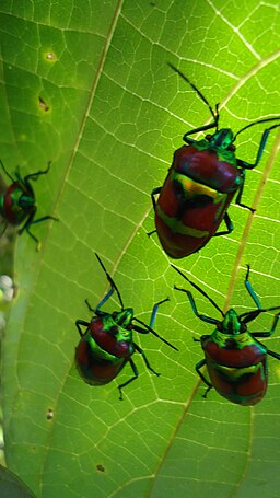 Jewel bugs on a Gmelina arborea leaf