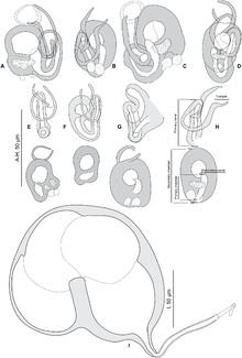 Journal.pone.0171392.g002 - Mycteroperca marginata.png-dan Pseudorhabdosynochus riouxi.