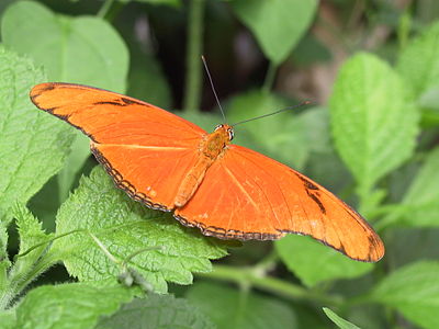 Foto van een Oranje passiebloemvlinder