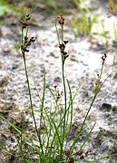 Juncus compressus