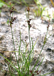 <i>Juncus compressus</i> Species of rush