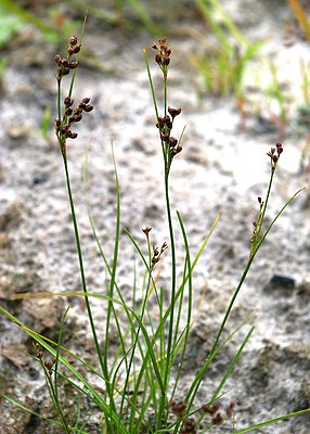 Platthalm rush (Juncus compressus)