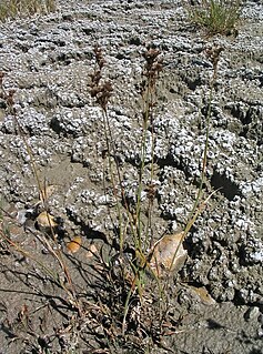 <i>Juncus saximontanus</i> Species of grass