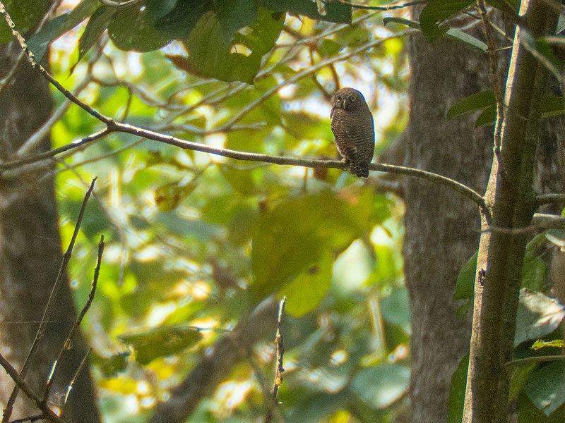 File:Jungle Owlet (49444094612).jpg