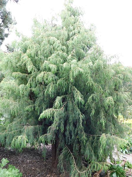 File:Juniperus cedrus maderensis.jpg