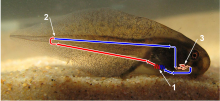 Juvenile amphibian circulatory systems are single loop systems which resemble fish.
Internal gills where the blood is reoxygenated
Point where the blood is depleted of oxygen and returns to the heart via veins
Two chambered heart
Red indicates oxygenated blood, and blue represents oxygen depleted blood. Juvenile Amphibian Circulatory System.svg