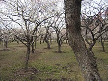 Kairaku-en plum tree forest.jpg