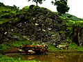 Kalahandi Cows.jpg