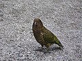 Kea