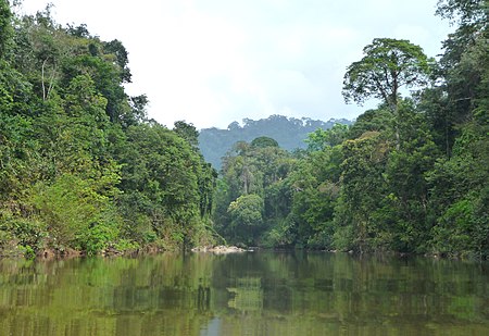 Hutan hujan Semenanjung Malaysia
