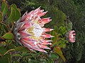 King Protea 01.jpg