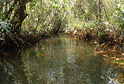 Mangrove forests in Daraphon Province