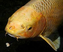 Koi have prominent barbels on the lip that are not visible in goldfish.