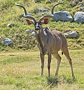 Großer Kudu